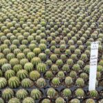 optimizing-trichoderma-use-for-effective-root-disease-management