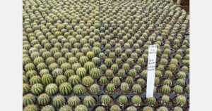 optimizing-trichoderma-use-for-effective-root-disease-management