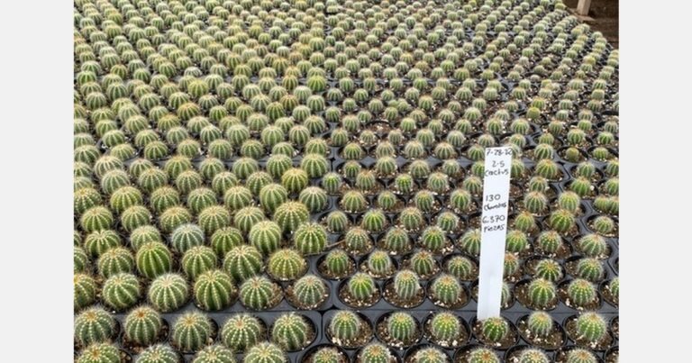 optimizing-trichoderma-use-for-effective-root-disease-management