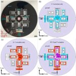 revolutionary-vibration-powered-chip-could-transform-global-fertility-treatments