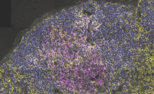scientists-unlock-immune-system-flexibility-for-better-vaccines