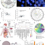 secrets-of-longevity-study-reveals-genetic-and-microbial-keys-to-a-long-life