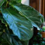 spring-cleaning-tips-for-indoor-plants-expert-advice-for-a-healthy-bloom