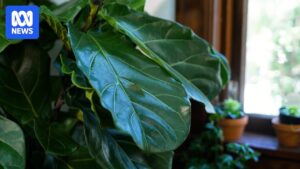 spring-cleaning-tips-for-indoor-plants-expert-advice-for-a-healthy-bloom