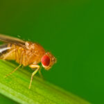 Male fruit fly on a blade of grass macro
