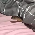 study-reveals-geographic-variations-in-eastern-brown-snake-venom