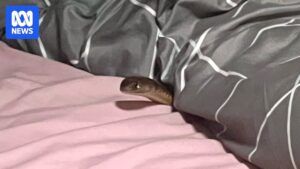 study-reveals-geographic-variations-in-eastern-brown-snake-venom