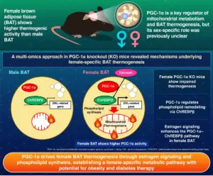 study-unveils-unique-fat-burning-process-in-women-potential-for-obesity-therapies