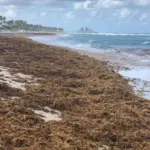 unprecedented-seaweed-bloom-transforms-atlantic-ocean-ecosystem