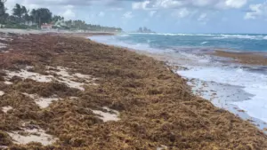 unprecedented-seaweed-bloom-transforms-atlantic-ocean-ecosystem