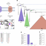 unraveling-the-evolutionary-origins-of-sodium-coupling-in-glutamate-transporters