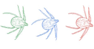 unraveling-the-impact-of-ticks-on-australia-s-ecosystems-and-health