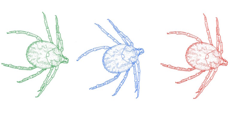 unraveling-the-impact-of-ticks-on-australia-s-ecosystems-and-health