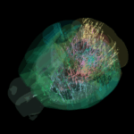unveiling-the-brain-landmark-map-sheds-light-on-decision-making