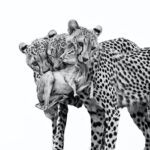 wildlife-photographer-of-the-year-unveils-stunning-first-images