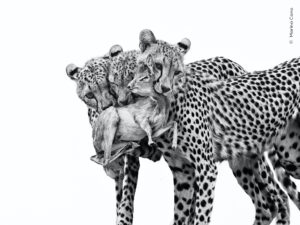 wildlife-photographer-of-the-year-unveils-stunning-first-images