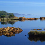woolworths-faces-oecd-complaint-over-tasmanian-salmon-sourcing-practices