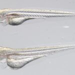 zebrafish-models-pave-way-for-breakthrough-in-rare-disease-treatment