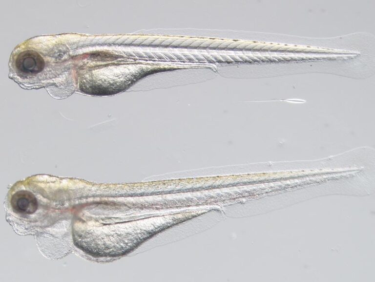 zebrafish-models-pave-way-for-breakthrough-in-rare-disease-treatment