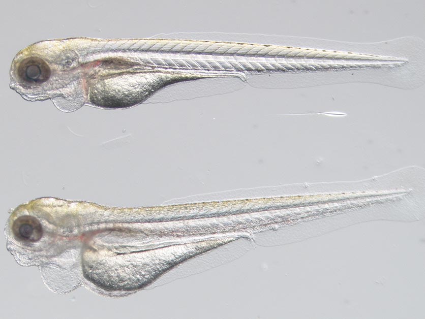 zebrafish-models-pave-way-for-breakthrough-in-rare-disease-treatment
