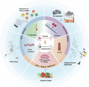 alzheimer-s-disease-unraveling-the-genetic-mosaic-and-neurodegeneration-link