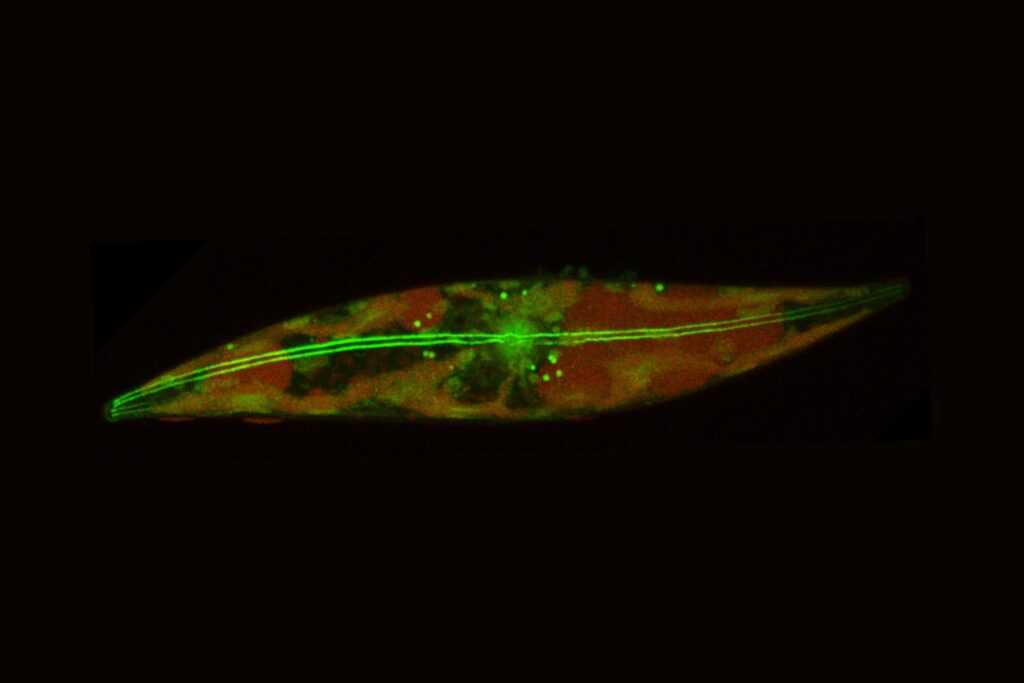arctic-diatoms-defy-biological-norms-raising-climate-concerns