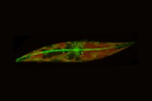 arctic-diatoms-defy-biological-norms-raising-climate-concerns