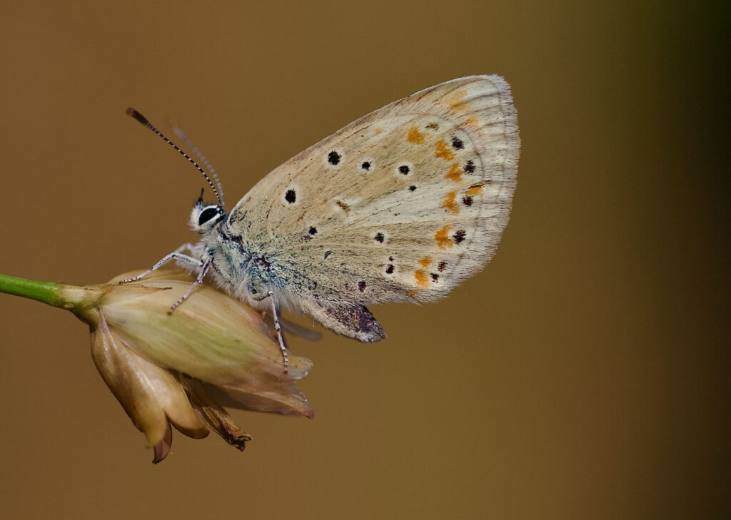 atlas-blue-butterfly-a-genetic-marvel-with-229-chromosome-pairs