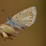 atlas-blue-butterfly-a-genetic-marvel-with-229-chromosome-pairs