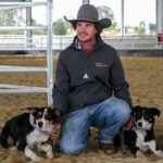australia-s-premier-cattle-dog-crowned-at-national-championships