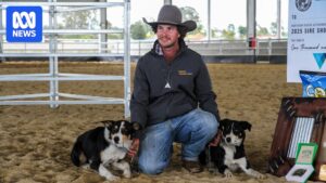 australia-s-premier-cattle-dog-crowned-at-national-championships