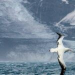 bird-flu-threat-looms-as-h5-strain-detected-on-remote-australian-island