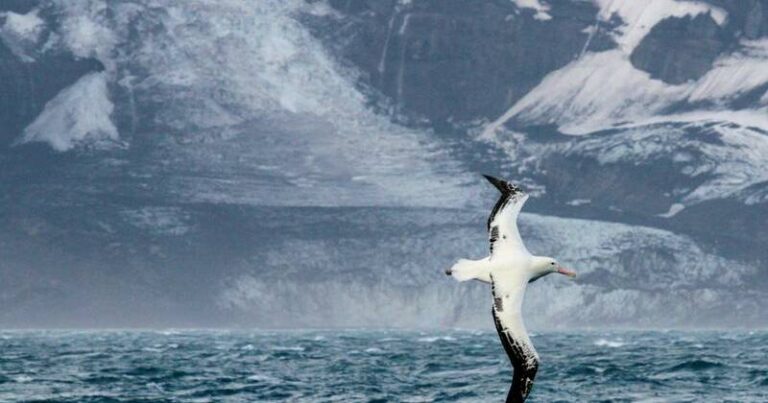 bird-flu-threat-looms-as-h5-strain-detected-on-remote-australian-island