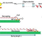 breakthrough-dna-nanospring-measures-cellular-motor-power