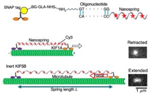 breakthrough-dna-nanospring-measures-cellular-motor-power