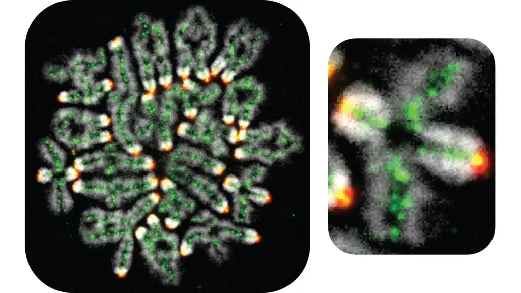 breakthrough-in-dna-research-links-miscarriages-and-infertility-to-chromosome-errors