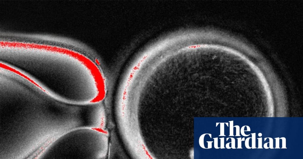 breakthrough-in-fertility-human-skin-cells-transformed-into-eggs