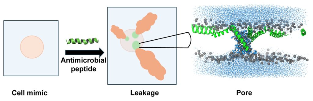 breakthrough-in-peptide-research-offers-hope-against-antibiotic-resistance