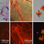 breakthrough-in-red-fluorescent-dyes-promises-enhanced-biomedical-imaging