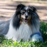 calls-for-mandatory-standards-in-nsw-dog-care-industry-intensify