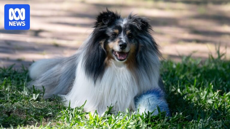 calls-for-mandatory-standards-in-nsw-dog-care-industry-intensify