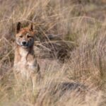 canberra-s-wildlife-at-risk-as-bird-flu-threat-looms