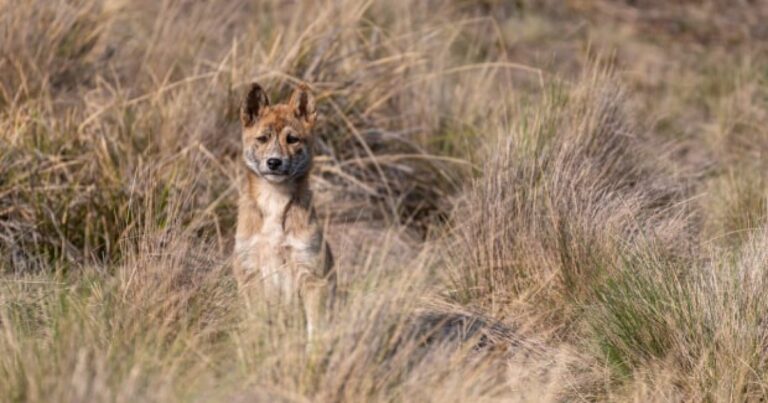 canberra-s-wildlife-at-risk-as-bird-flu-threat-looms
