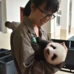 captivity-alters-gut-microbiota-in-endangered-pandas-and-bears