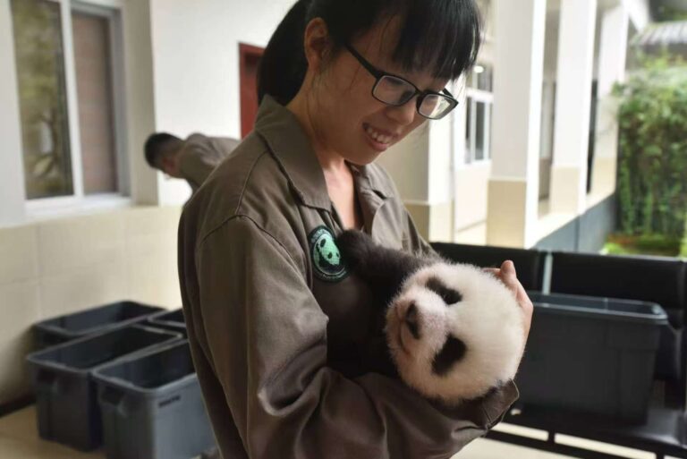 captivity-alters-gut-microbiota-in-endangered-pandas-and-bears