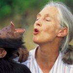celebrating-the-legacy-of-dr-jane-goodall-a-trailblazer-in-conservation