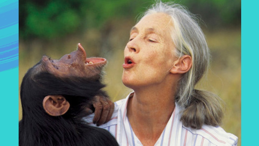 celebrating-the-legacy-of-dr-jane-goodall-a-trailblazer-in-conservation