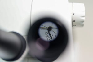 Sterilized tiger mosquitoes released in Spain to fight tropical diseases on the rise due to climate change