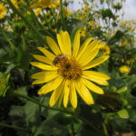cup-plant-surpasses-maize-as-sustainable-bioenergy-crop-alternative