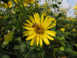 cup-plant-surpasses-maize-as-sustainable-bioenergy-crop-alternative